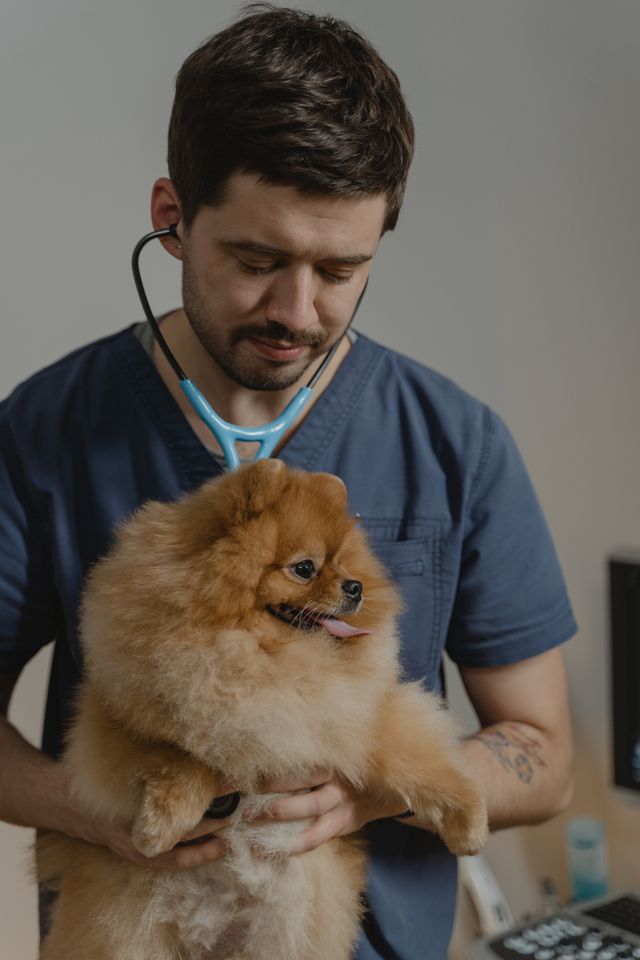 Veterinária